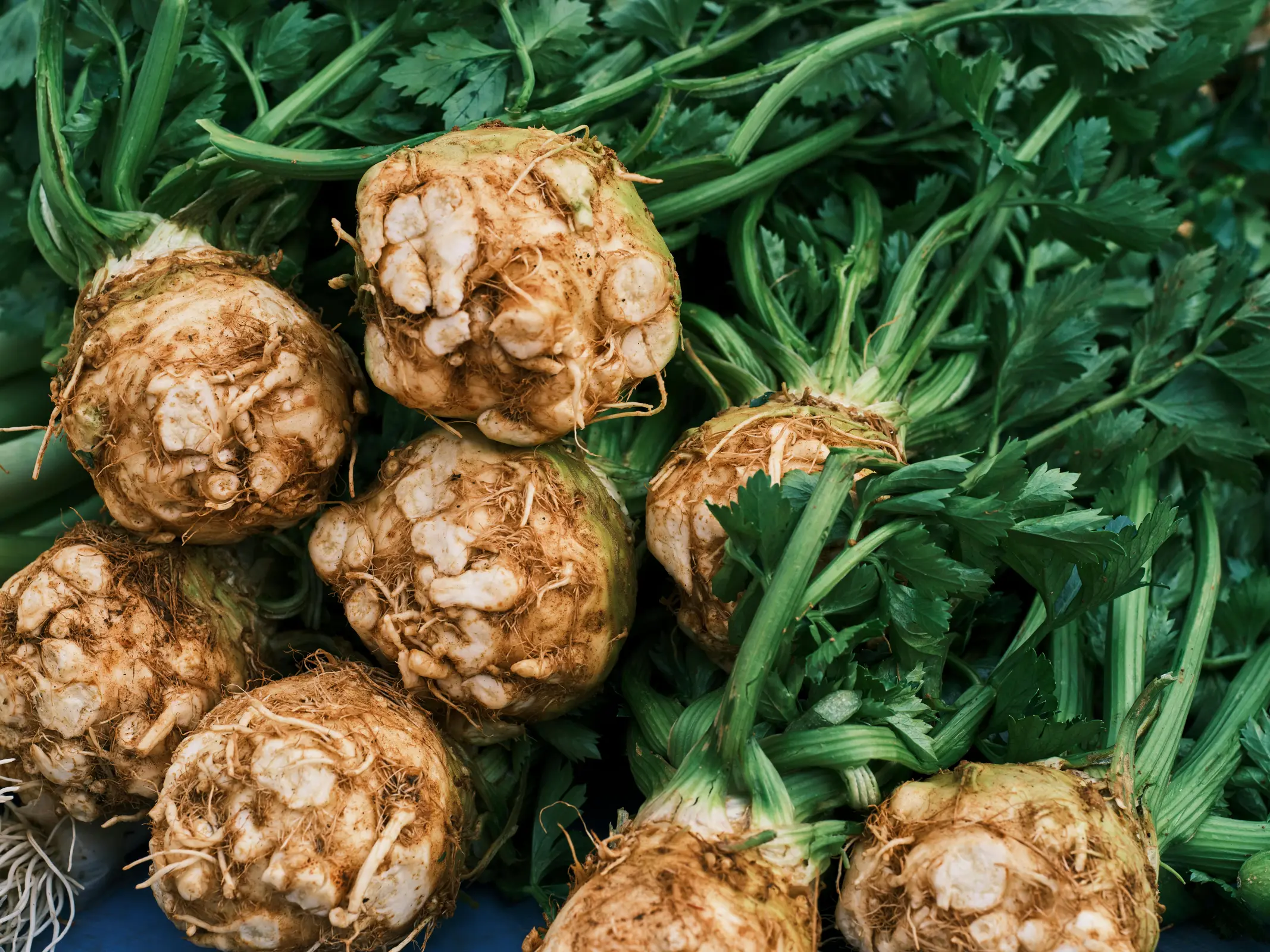 celery root vegetable